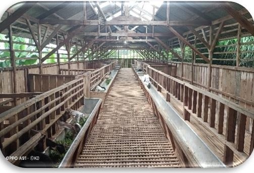 Kandang Komunal Kambing/Domba