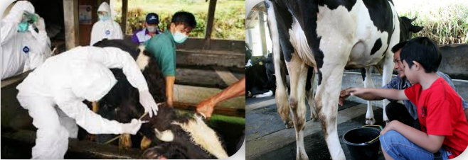 Kesehatan dan Perawatan Sapi Perah