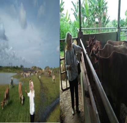 Kiat Mendongkrak Populasi Sapi Potong