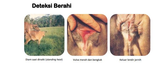 Waktu yang Tepat untuk Inseminasi Buatan  IB  pada Sapi