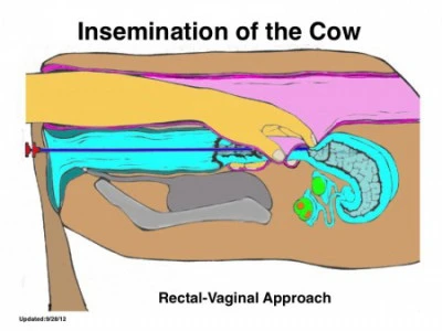 Sinkronisasi Ovulasi Sebagai Upaya Peningkatan Efisiensi Inseminasi Buatan  IB  pada Sapi