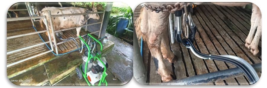 Proses Produksi dan Pemasaran Susu Sapi Perah