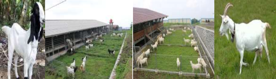Perbandingan Penampilan Reproduksi Kambing Saanen Dengan Peranakan Etawa dan Produktivitasnya