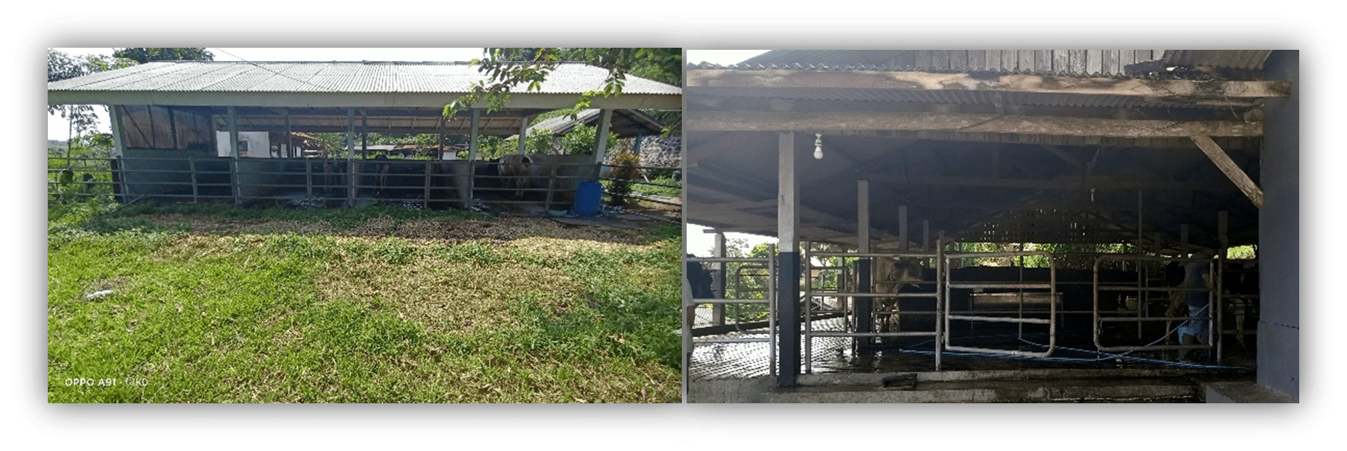 Pakan dan Nutris Sapi Perah