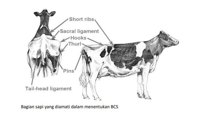 Menentukan Kelayakan Akseptor Inseminasi Buatan