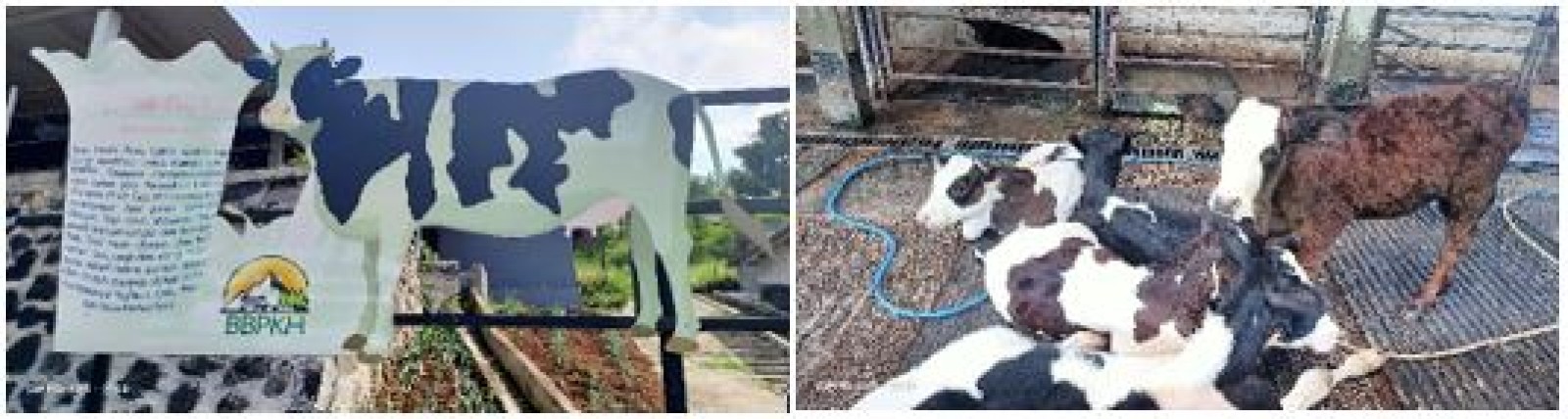 Pemilihan Bibit Sapi Perah