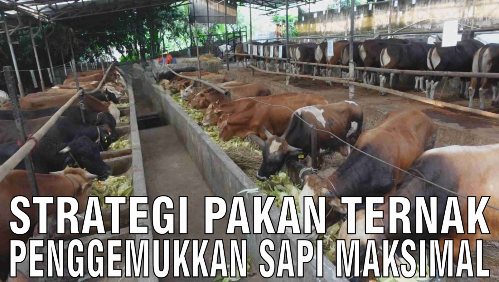 Strategi Efisien Pakan Ternak  Untuk Meningkatkan Keuntungan Peternakan Rakyat