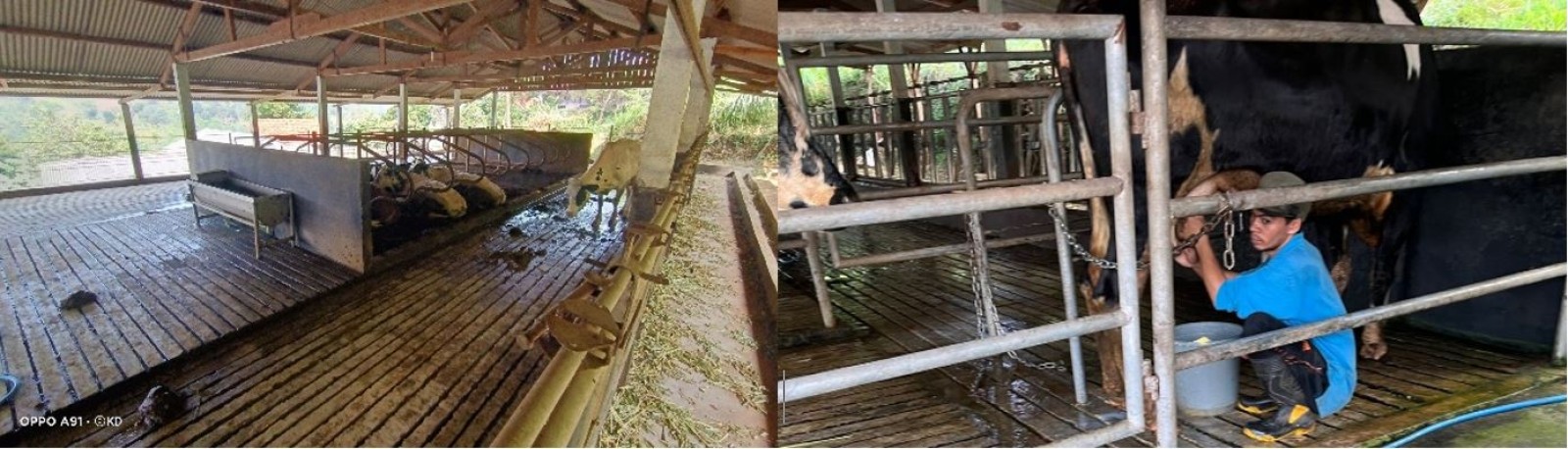 Industri Peternakan Sapi Perah