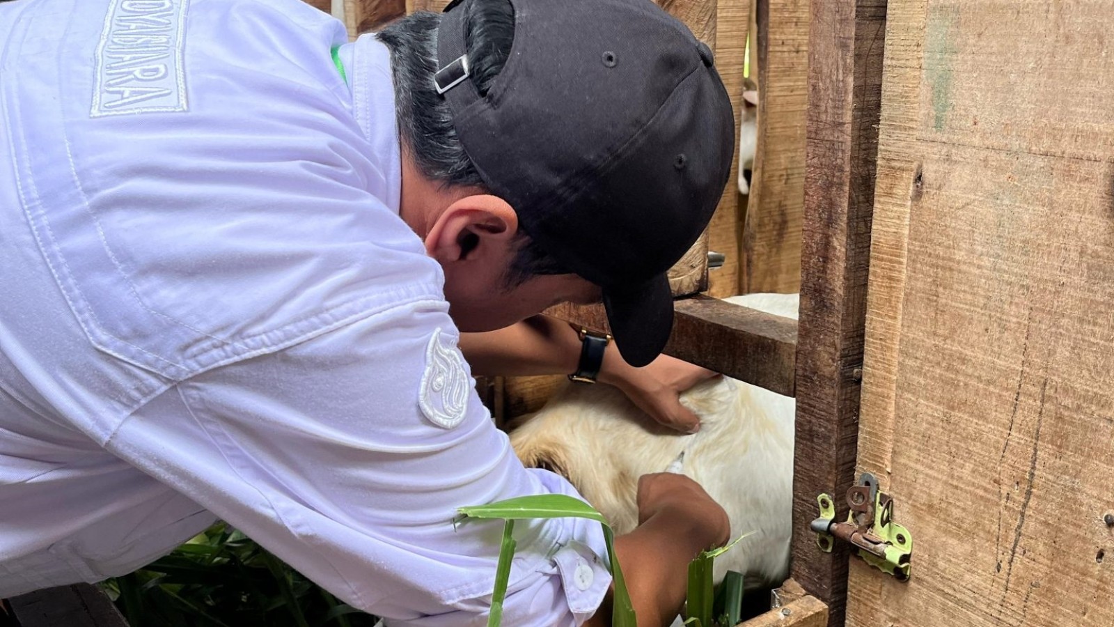 Antisispasi PMK, UPT Pelatihan Kementan Gelar Vaksinasi Kambing dan Domba
