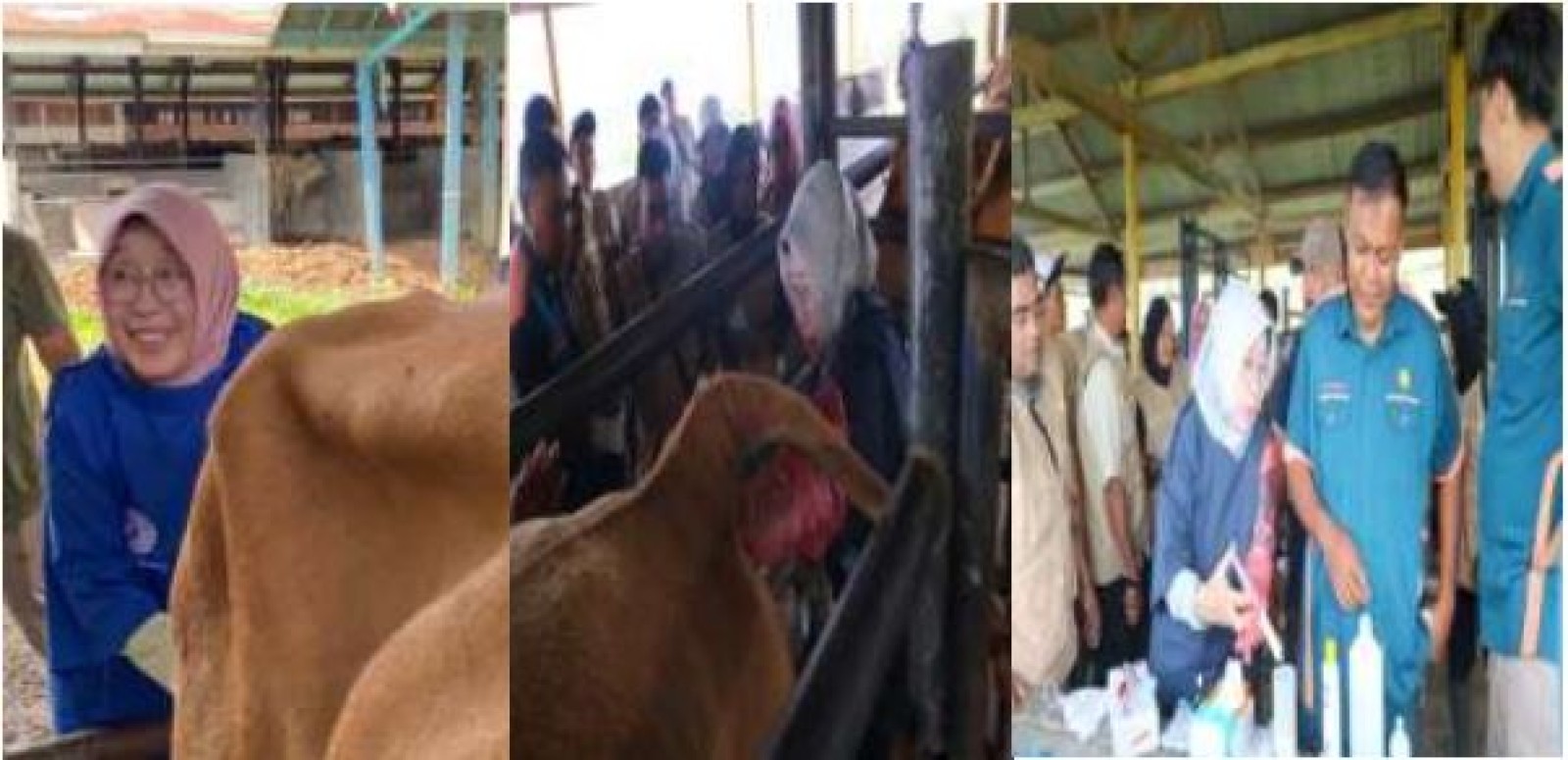 Penanggulangan Kasus Kemajiran Pada Sapi Dalam Upaya Kemandirian Ketahanan Pangan